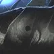 evilpallidwhale avatar