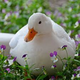 ieatchicken avatar