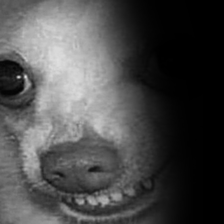 ThatDoge