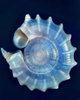 minfiny55 avatar