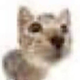 professordooblestep avatar